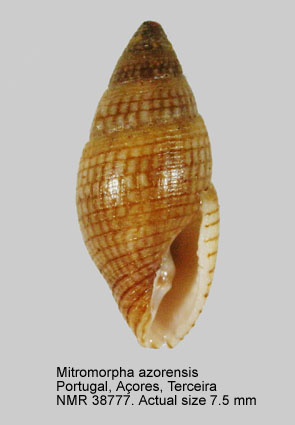 Mitromorpha azorensis (2).jpg - Mitromorpha azorensisMifsud,2001